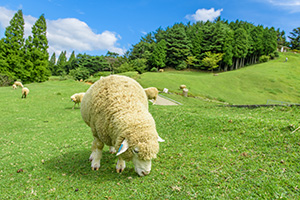 六甲山牧場